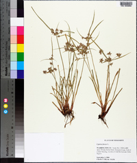 Cyperus fuscus image