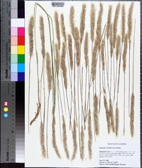 Imperata cylindrica image