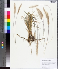 Imperata cylindrica image