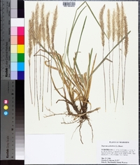 Imperata cylindrica image