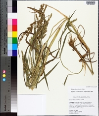 Echinochloa colona image