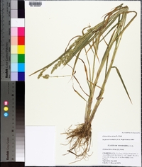 Echinochloa colona image