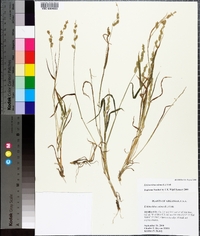 Echinochloa colona image