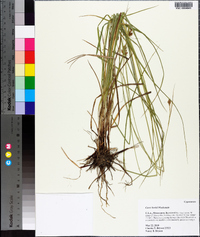 Carex bushii image