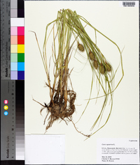 Carex squarrosa image