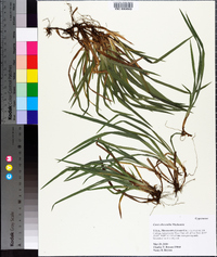 Carex abscondita image