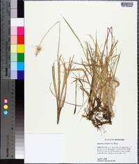 Imperata cylindrica image