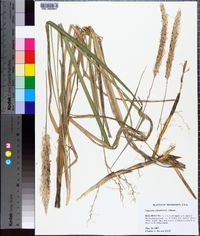 Imperata cylindrica image