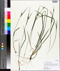 Carex crebriflora image