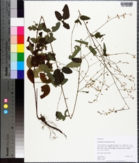 Desmodium canescens image