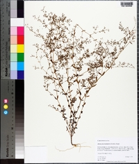 Paronychia baldwinii image