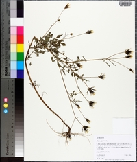 Bidens bipinnata image