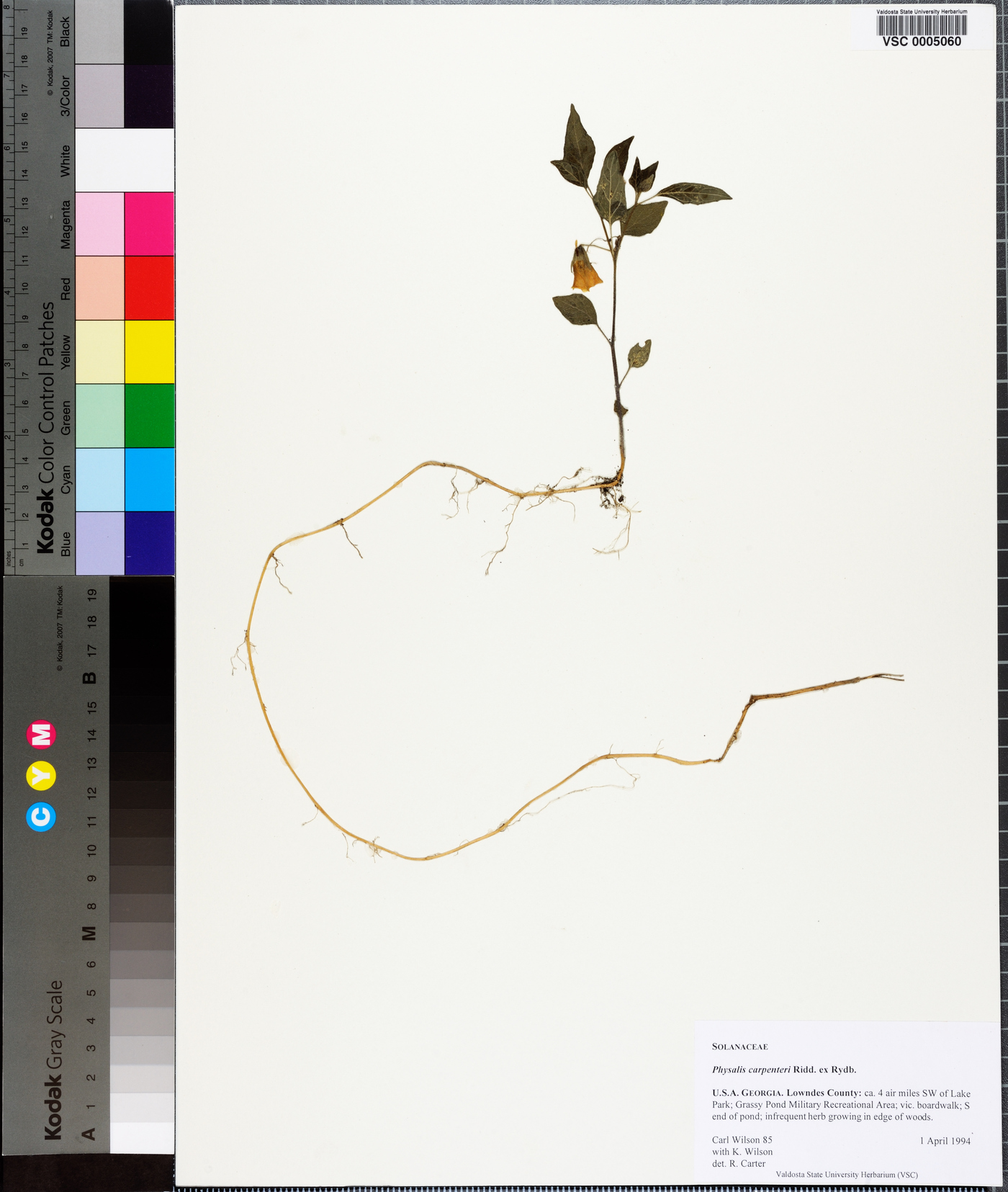 Physalis carpenteri image