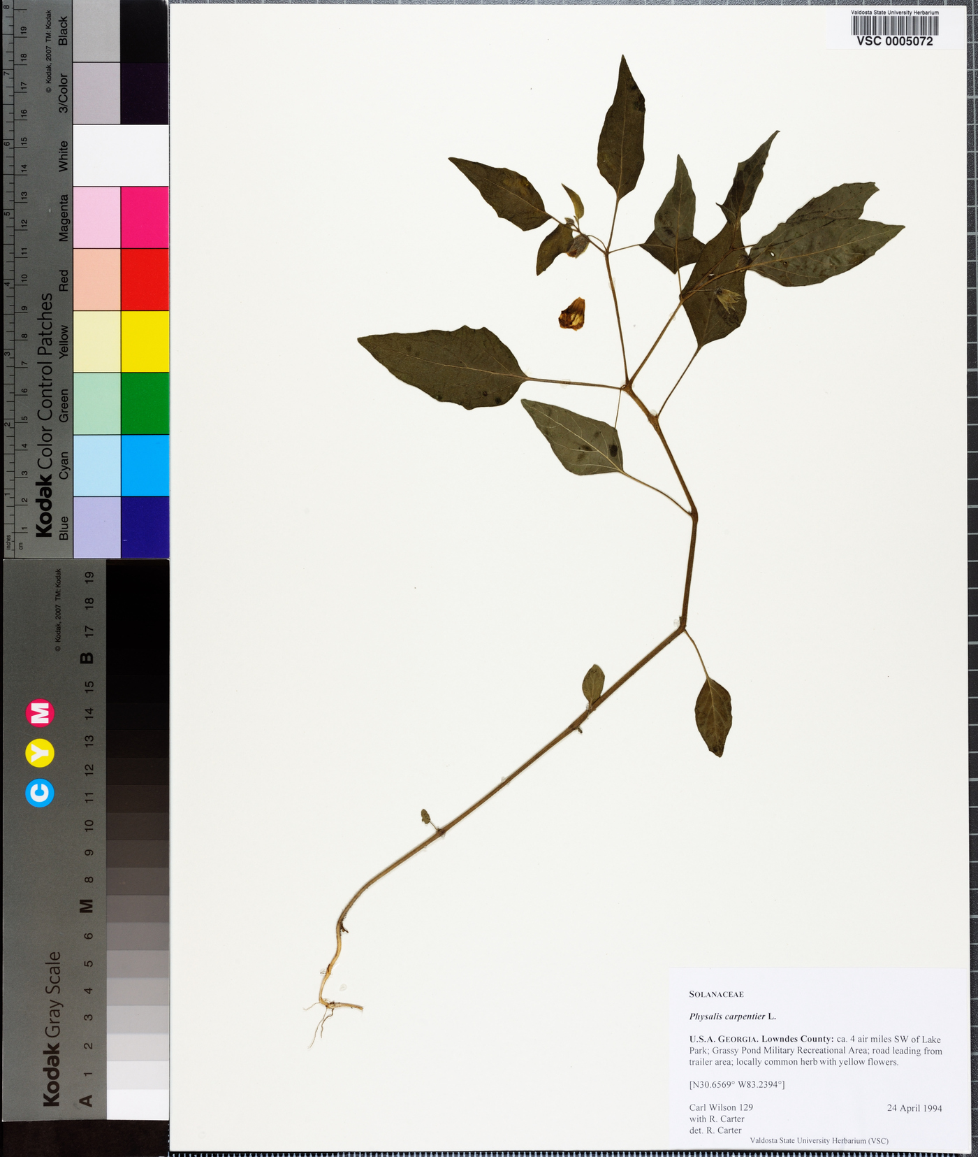 Physalis carpenteri image