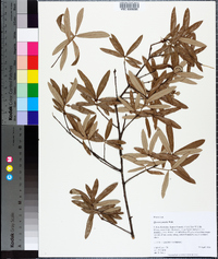 Quercus pumila image