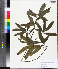Quercus hemisphaerica image