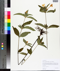 Ruellia caroliniensis image