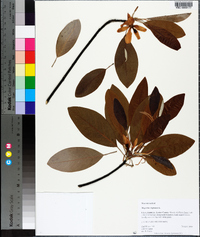 Magnolia virginiana image