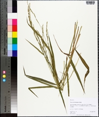 Panicum hemitomon image