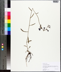 Lobelia glandulosa image