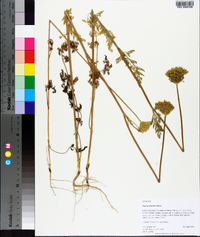 Daucus pusillus image