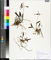 Epidendrum conopseum image