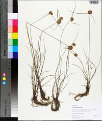 Cyperus filiculmis image