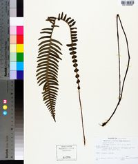 Blechnum spicant image