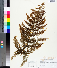 Athyrium filix-femina subsp. angustum image