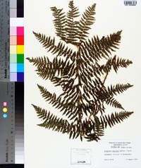 Athyrium filix-femina subsp. angustum image