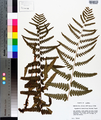 Dryopteris ludoviciana image