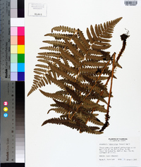 Dryopteris ludoviciana image