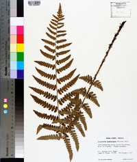 Dryopteris ludoviciana image