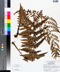 Dryopteris ludoviciana image