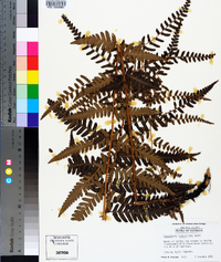 Dryopteris ludoviciana image