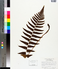 Dryopteris ludoviciana image