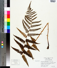 Dryopteris ludoviciana image