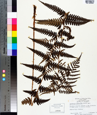 Dryopteris ludoviciana image