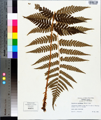 Dryopteris goldieana image