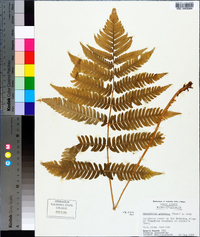 Dryopteris goldieana image