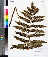 Dryopteris goldieana image