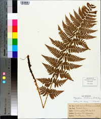 Dryopteris goldieana image