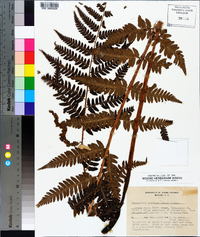 Dryopteris goldieana image