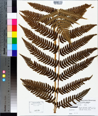 Dryopteris goldieana image