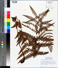 Dryopteris ludoviciana image