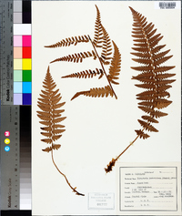 Dryopteris ludoviciana image