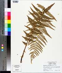 Dryopteris ludoviciana image