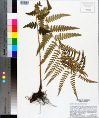 Dryopteris ludoviciana image