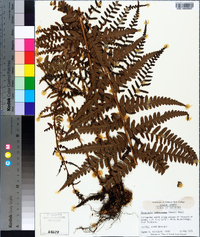 Dryopteris ludoviciana image