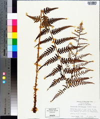 Dryopteris ludoviciana image